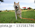 柴犬 131581786