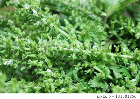 シソの実の写真 シソの実の写真 131581856