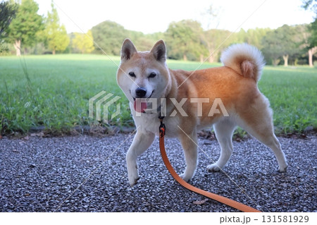 柴犬 柴犬 131581929