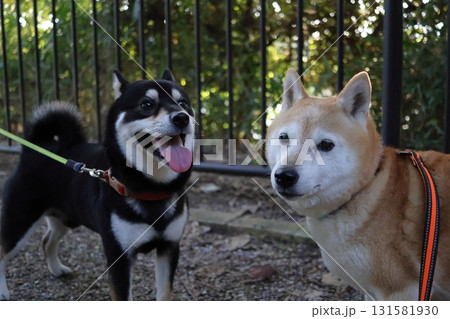 柴犬 柴犬 131581930