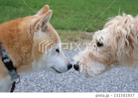 柴犬 柴犬 131581937