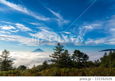 甘利山から朝焼けの雲海に浮かぶ富士山 131582026