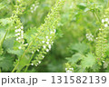 青シソの花の写真 131582139