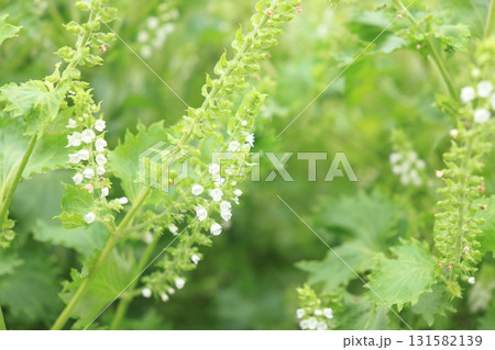 青シソの花の写真 青シソの花の写真 131582139