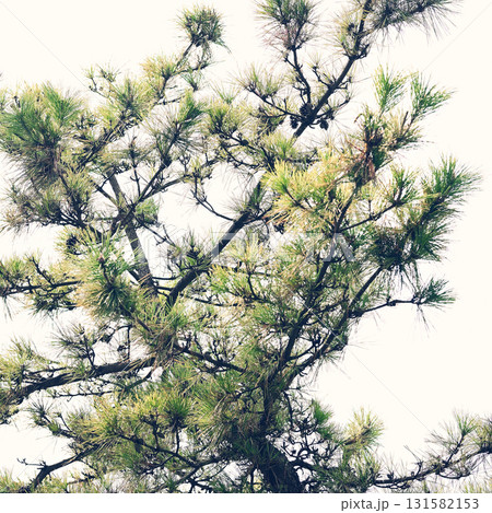 松の木 松の木 131582153