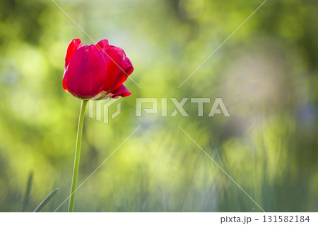 Bright pink red tulip flower blooming on high stem on blurred green copy space background. Beauty and harmony of nature concept. 131582184