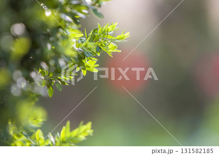 Bright fresh green decorative boxwood bush brunch on blurred colorful copy space background. Gardening art and agriculture concept. 131582185