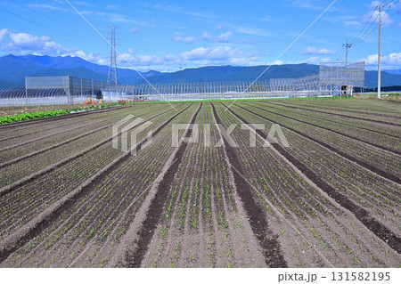 綺麗に整列された赤城高原野菜畑 昭和村 綺麗に整列された赤城高原野菜畑 昭和村 131582195