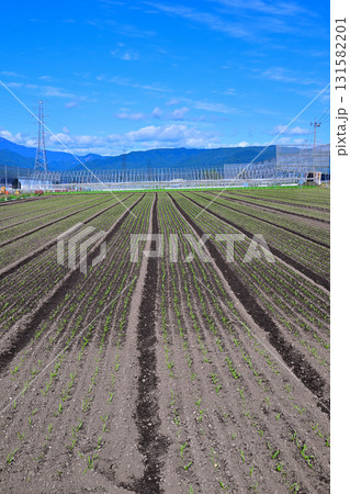 綺麗に整列された赤城高原野菜畑 昭和村 綺麗に整列された赤城高原野菜畑 昭和村 131582201