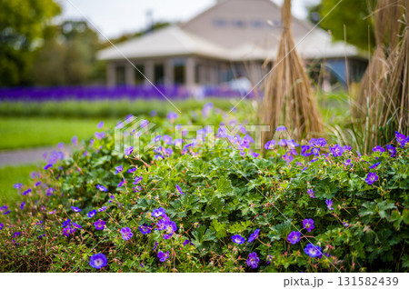 可愛い小さい花 可愛い小さい花 131582439