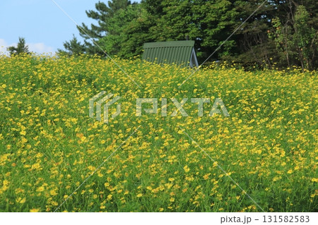 キバナコスモスの畑 131582583