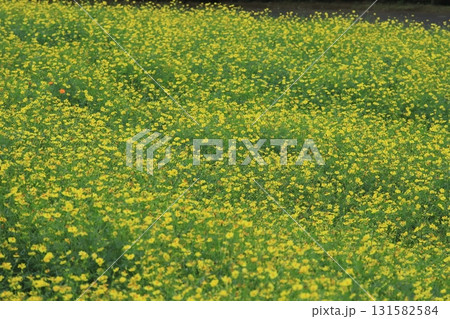 キバナコスモスの畑 131582584