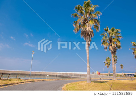 宇土マリーナのヤシの木 131582689