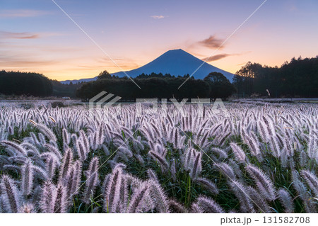 富士宮市から富士山に昇る朝日に輝くチカラシバ 131582708