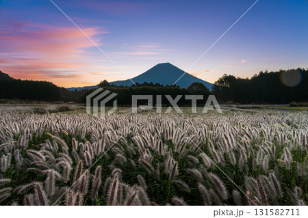 富士宮市から富士山に昇る朝日に輝くチカラシバ 131582711
