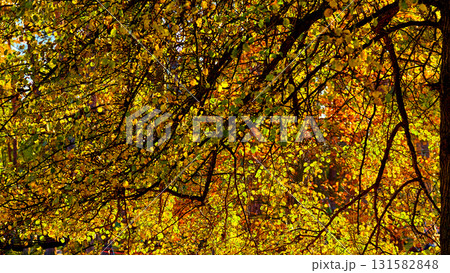 Peace and tranquility under the shade of bright autumn leaves Peace and tranquility under the shade of bright autumn leaves 131582848