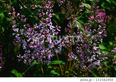Spring branches of purple pink lilac in garden park. Love and tenderness Spring branches of purple pink lilac in garden park. Love and tenderness 131582850