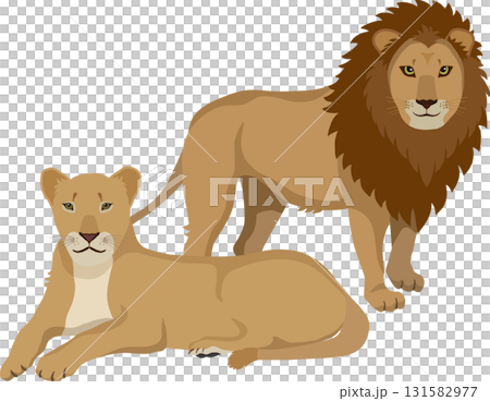 雄と雌のライオン 131582977