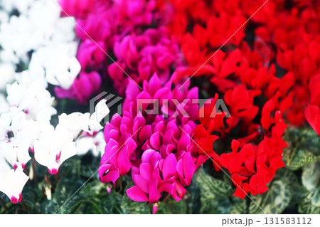 ガーデンシクラメン  咲き揃った3色の花 131583112