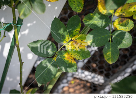 Black spot occurs on yellow rose leaves. Black spot is a fungal disease (Diplocarpon rosae) that affects roses. 131583250