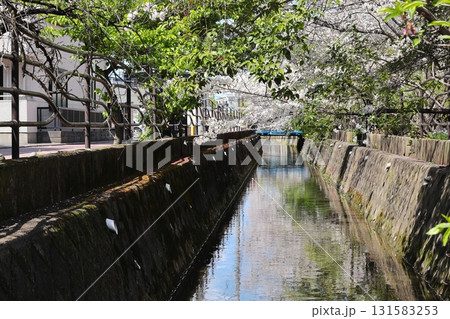 二ヶ領用水の桜 川崎市中原区 二ヶ領用水の桜 川崎市中原区 131583253