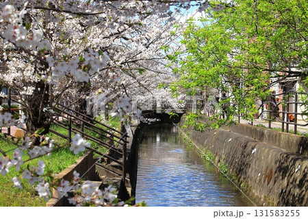 二ヶ領用水の桜 川崎市中原区 二ヶ領用水の桜 川崎市中原区 131583255
