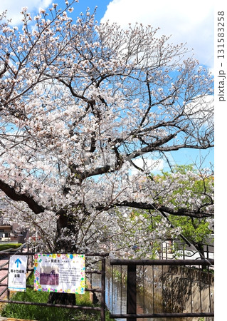 二ヶ領用水の桜　川崎市中原区　タテ位置 131583258
