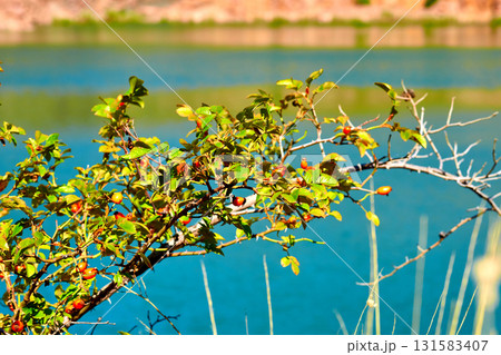 Healthy red rose hips for tea and tincture,quarry lake, emerald radon water Healthy red rose hips for tea and tincture,quarry lake, emerald radon water 131583407