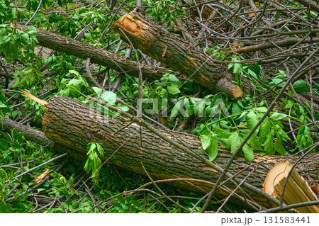 After srorm.Fallen broken trees felled by a wind at the root After srorm.Fallen broken trees felled by a wind at the root 131583441