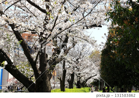 二ヶ領用水の桜 川崎市中原区 二ヶ領用水の桜 川崎市中原区 131583862