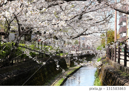 二ヶ領用水の桜　川崎市中原区 131583863