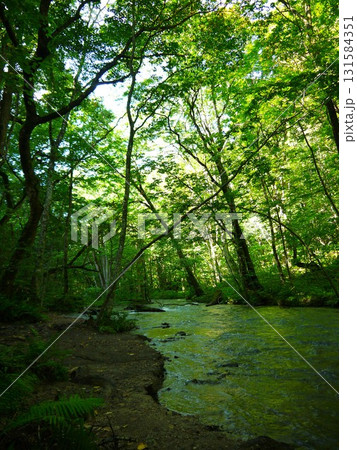 新緑に包まれた奥入瀬渓流 131584351