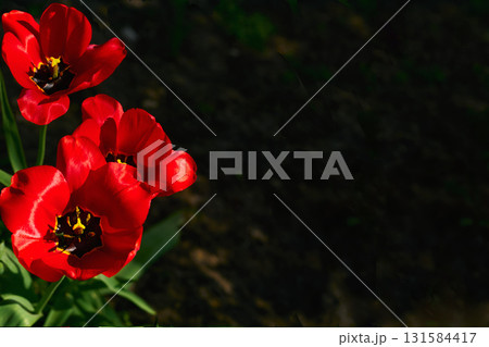 Three spring red tulips,dark place for text Three spring red tulips,dark place for text 131584417