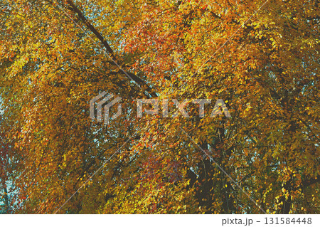 Orange yellow autumn leaves on a warm sunny day 131584448