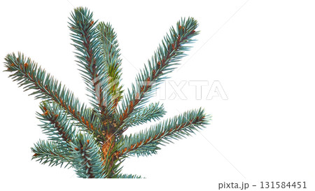 Young fresh blooming blue spruce branch on white 131584451