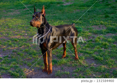 Handsome Doberman dog is looking out for something interesting 131584460