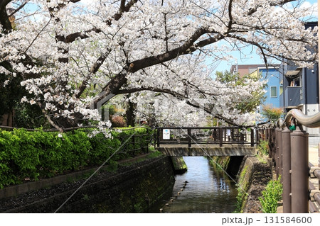 二ヶ領用水の桜 川崎市中原区 二ヶ領用水の桜 川崎市中原区 131584600