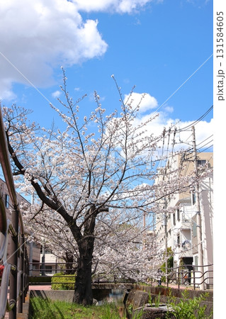 二ヶ領用水の桜 川崎市中原区 タテ位置 二ヶ領用水の桜 川崎市中原区 タテ位置 131584605