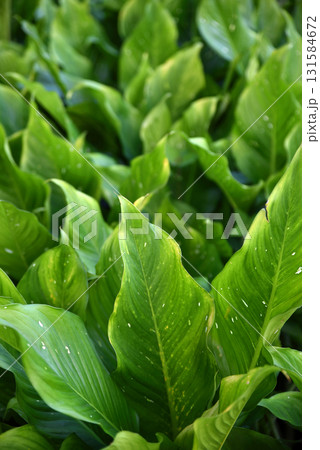 Close up image green natural background image of a bush with a pointed shape at the tips of the leaves. 131584672