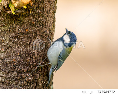 木にとまるシジュウカラ 木にとまるシジュウカラ 131584712