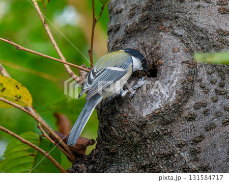 木にとまるシジュウカラ 131584717