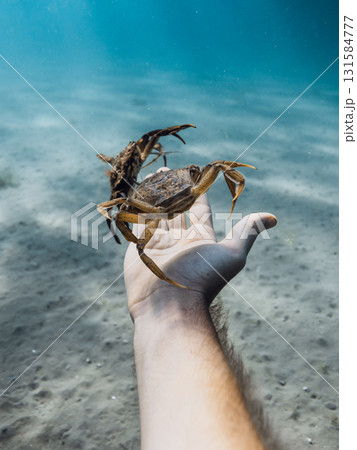 Close up of a crab on a human hand underwater Close up of a crab on a human hand underwater 131584777