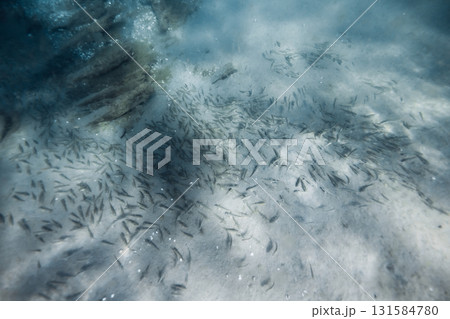 Underwater sea life with school of fish on sandy sea bottom in ocean 131584780
