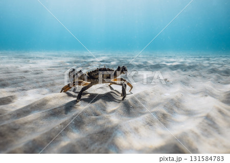 Wild crab walking on sandy seabed underwater in blue ocean, marine life and sea wildlife concept 131584783