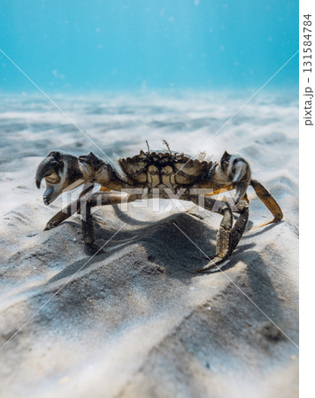 Crab walking on sandy seabed underwater in clear blue sea Crab walking on sandy seabed underwater in clear blue sea 131584784