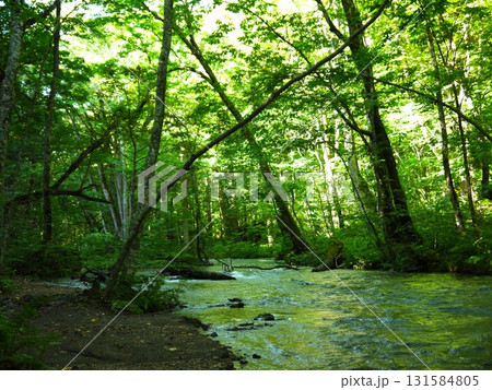 新緑に包まれた奥入瀬渓流 新緑に包まれた奥入瀬渓流 131584805