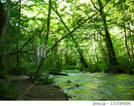 新緑に包まれた奥入瀬渓流 新緑に包まれた奥入瀬渓流 131584806