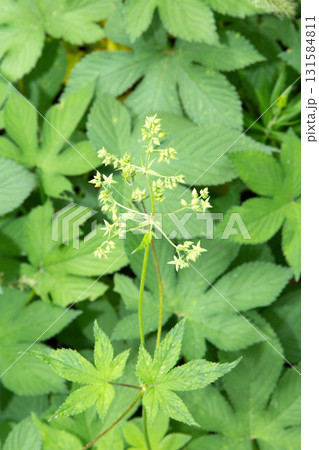 カナムグラの雄花 (秋の花粉症の原因植物) カナムグラの雄花 (秋の花粉症の原因植物) 131584811