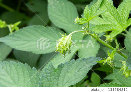 カナムグラの雌花　(秋の花粉症の原因植物) 131584812