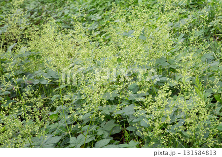 一面のカナムグラと花 (秋の花粉症の原因植物) 一面のカナムグラと花 (秋の花粉症の原因植物) 131584813